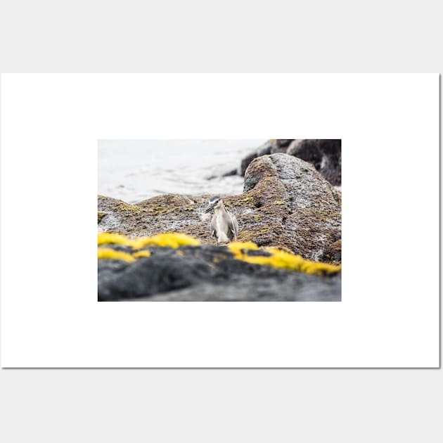 Black-crowned night heron in ocean Wall Art by KensLensDesigns